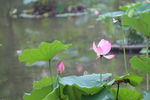 池塘荷花