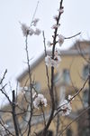 果树花