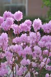 春花