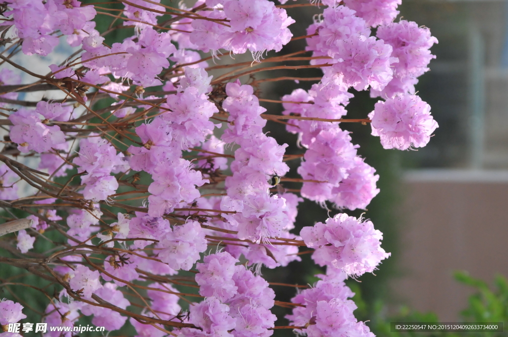 春花