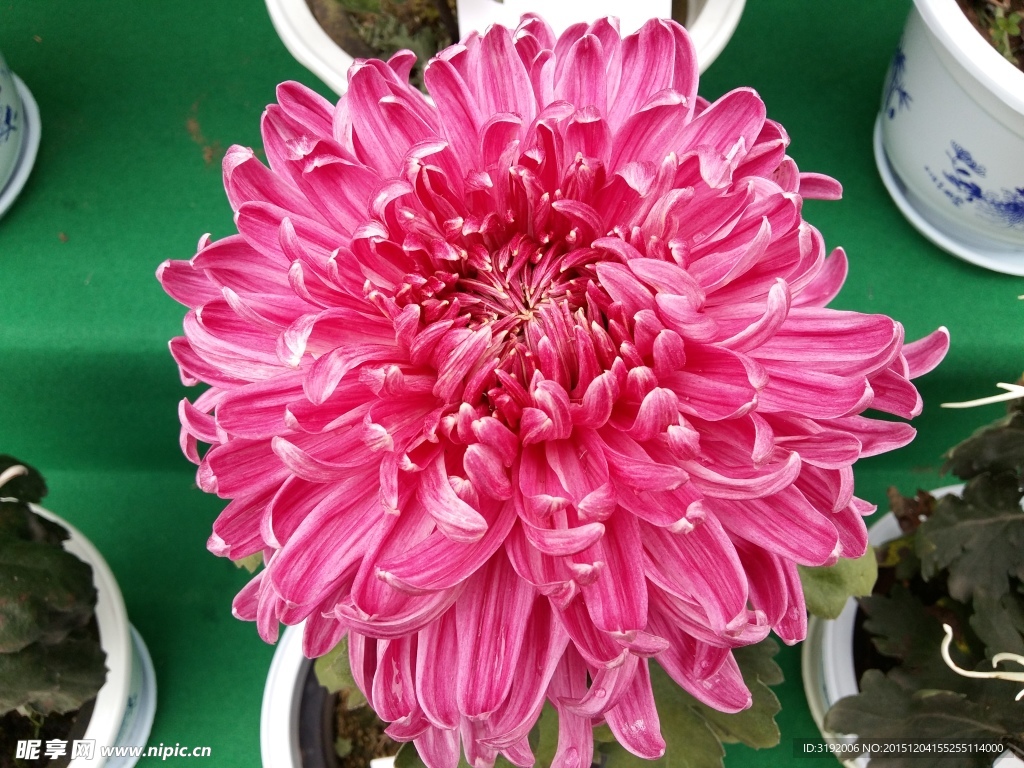 菊花