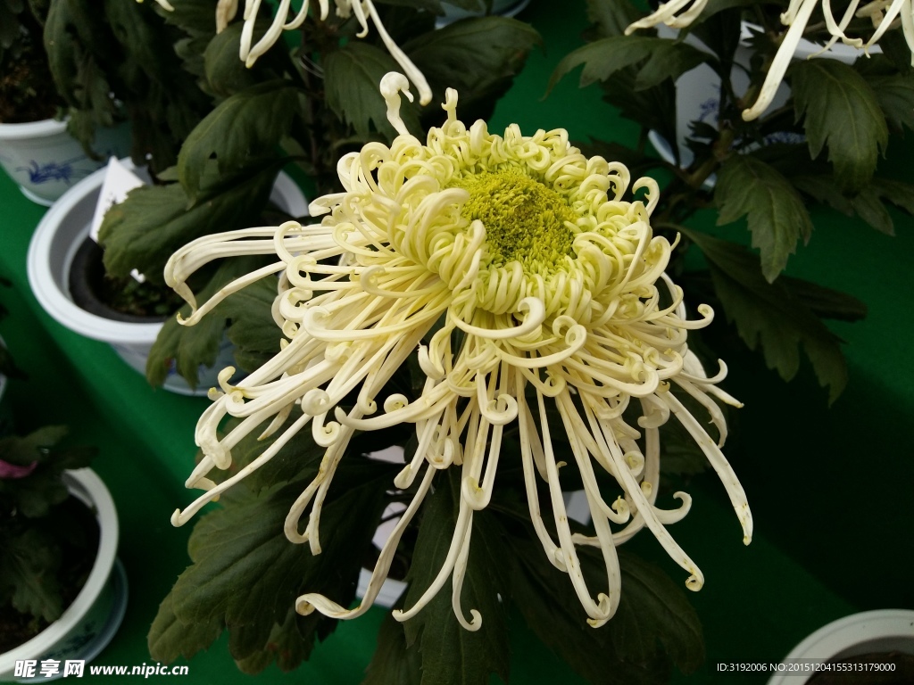 菊花