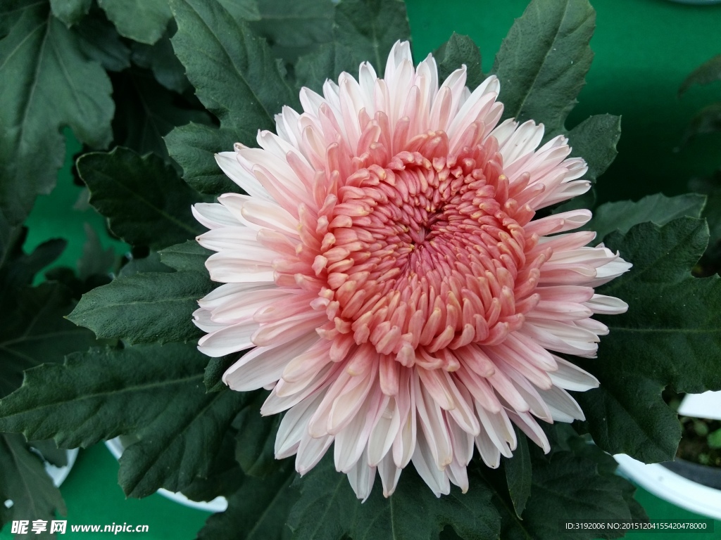 菊花