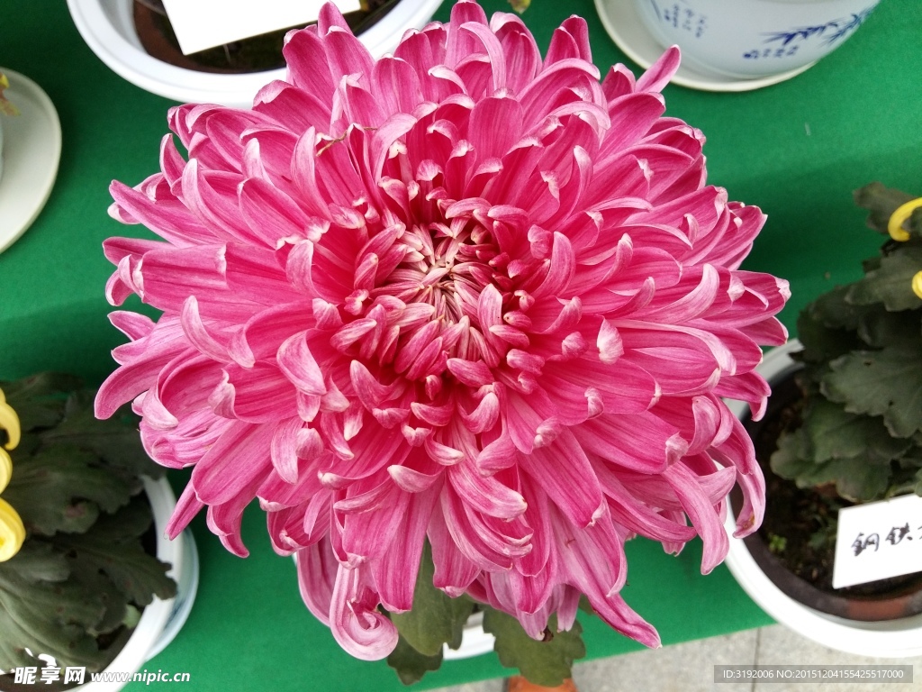 菊花
