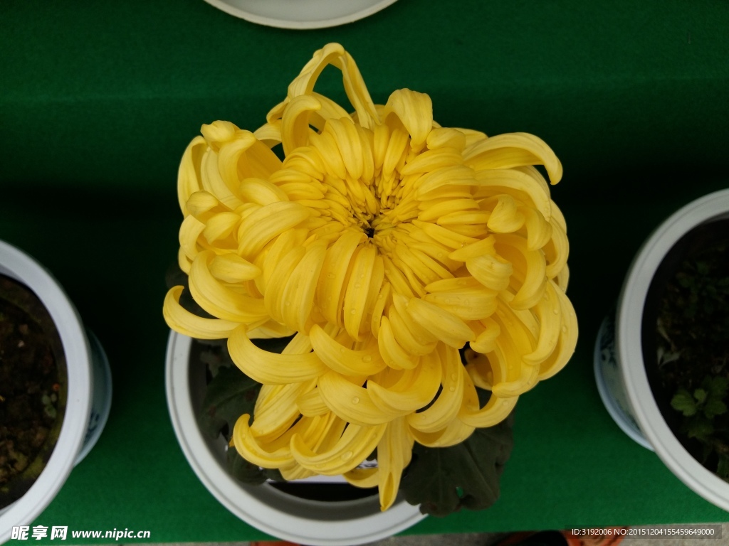 菊花