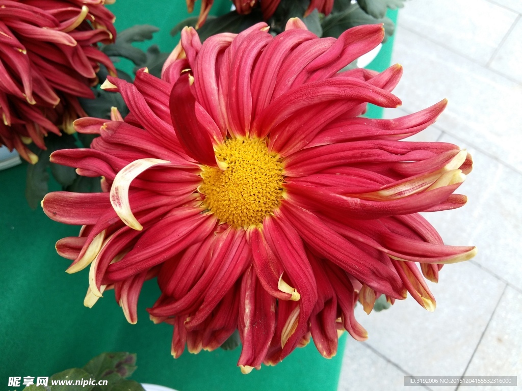 菊花
