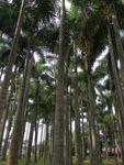 椰林