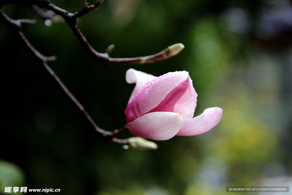 玉兰花