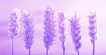 紫色花穗图片