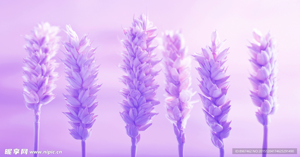 紫色花穗图片