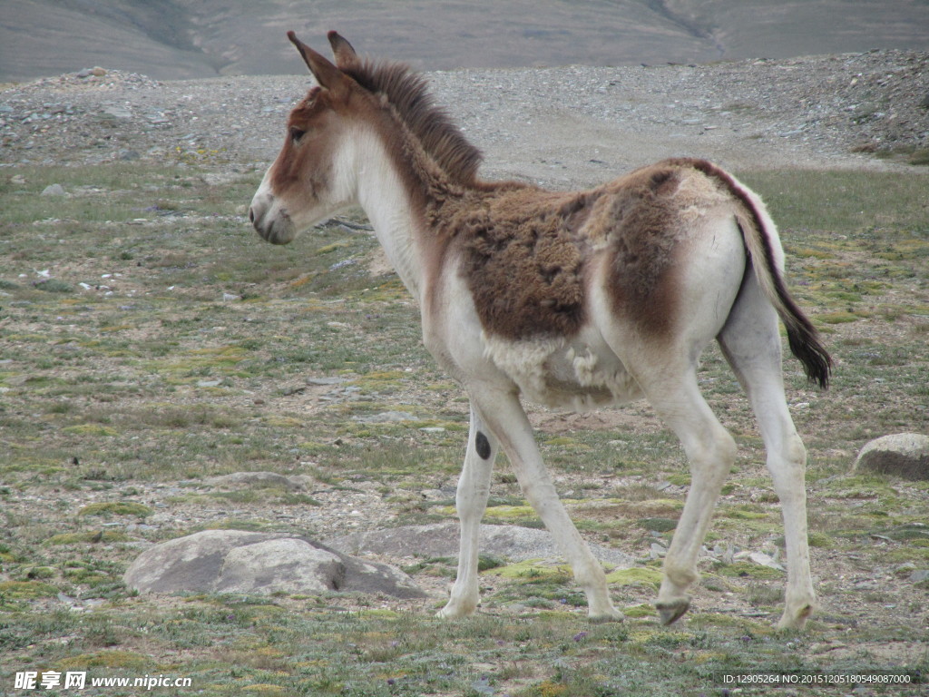 藏野驴（学名：Equus kiang），青藏高原特有种，国家一级保护动物