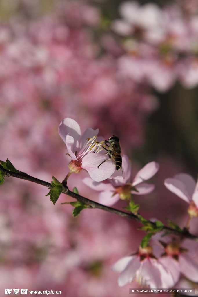 春来花开蜂知道