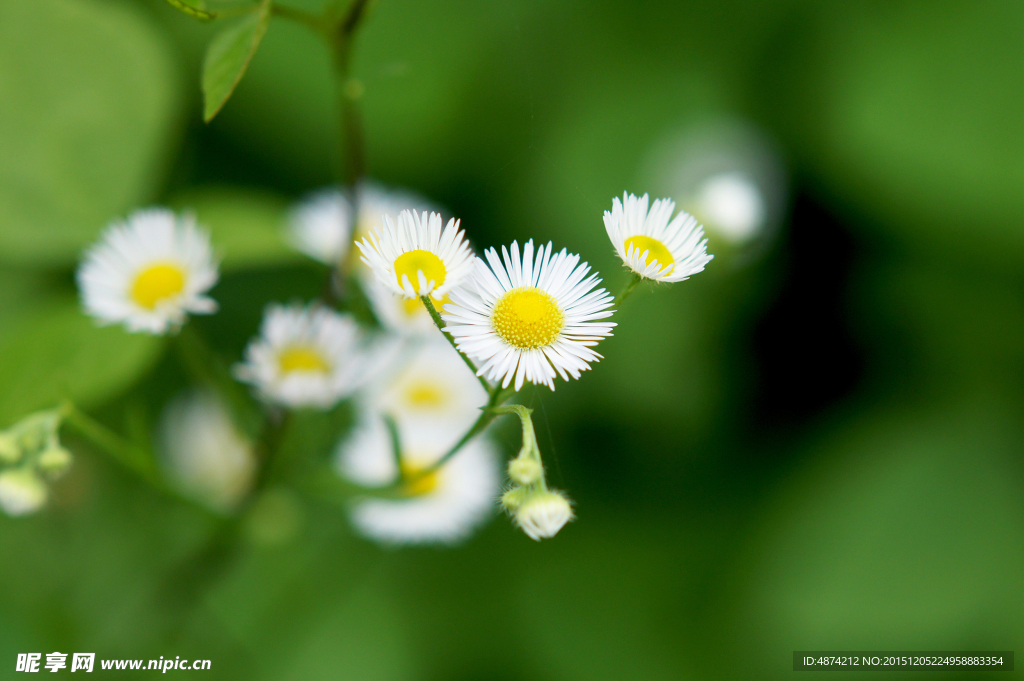 雏菊