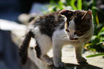 小猫