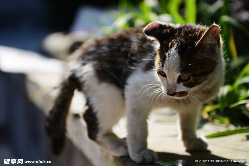 小猫