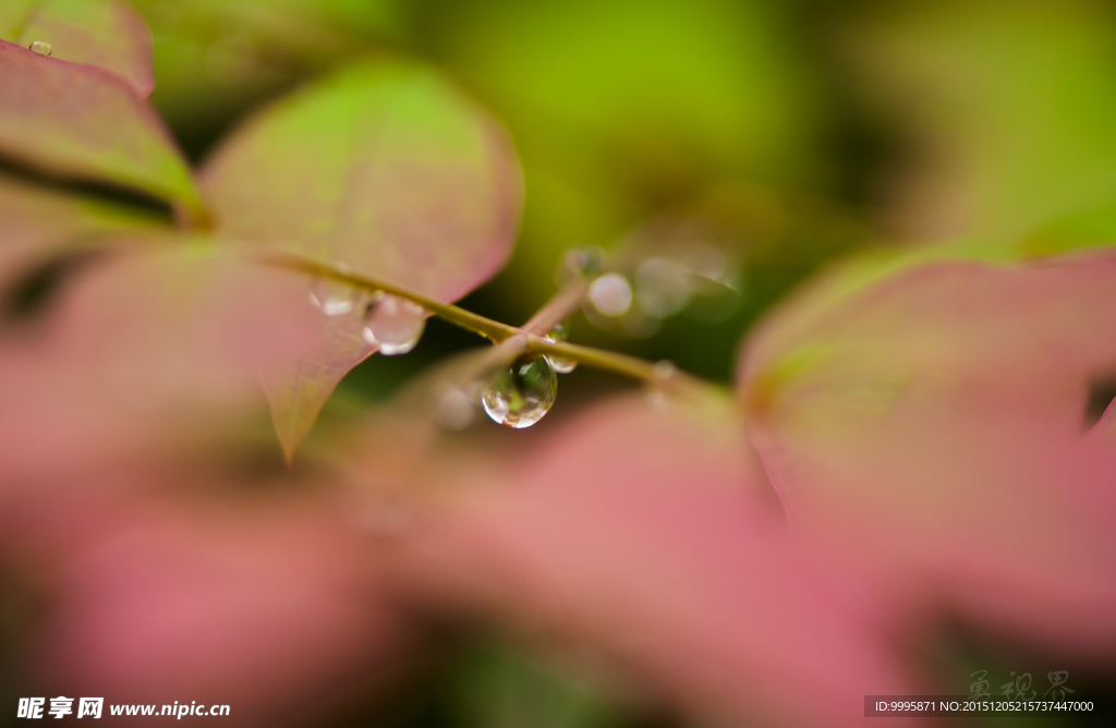 水珠