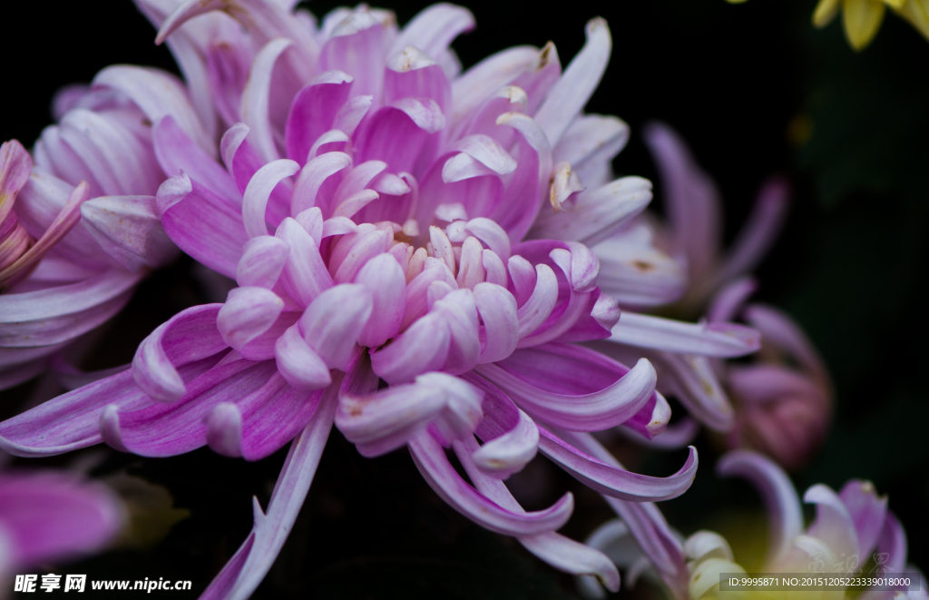 菊花