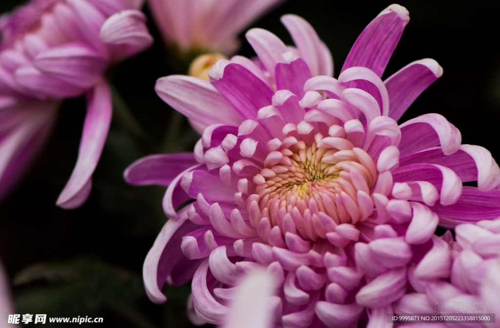 菊花