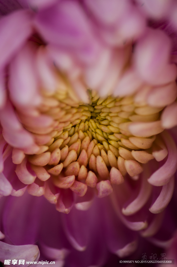 花语