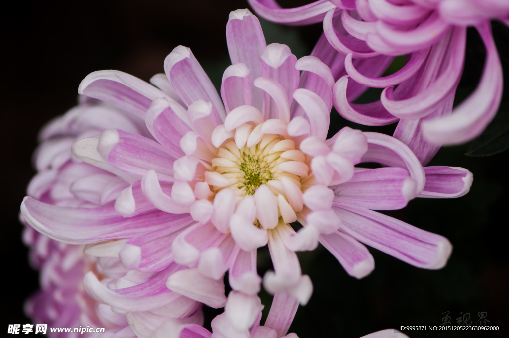菊花