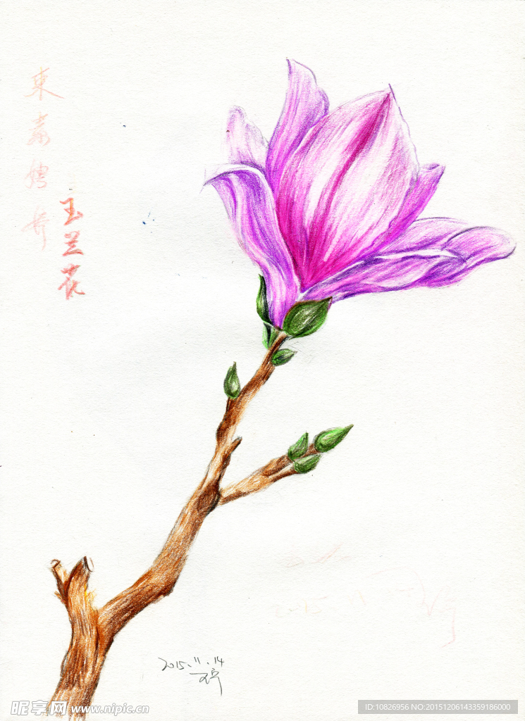 彩铅笔 手绘 花朵 玉兰 花