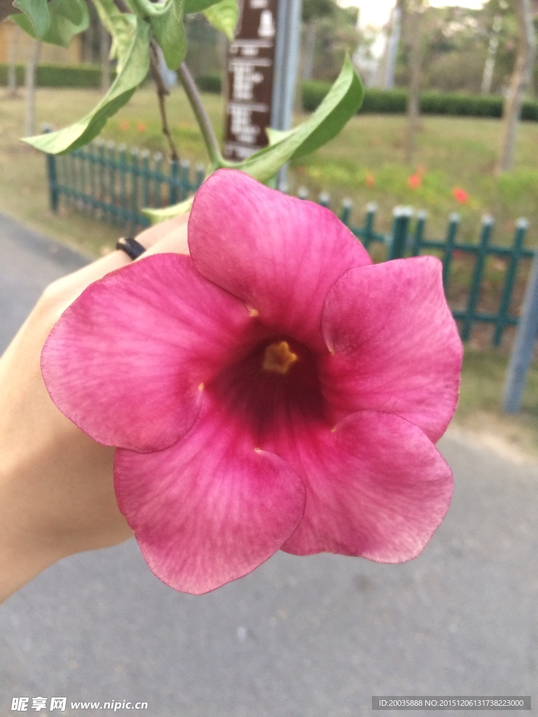 凌霄