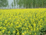 菜花 黄花