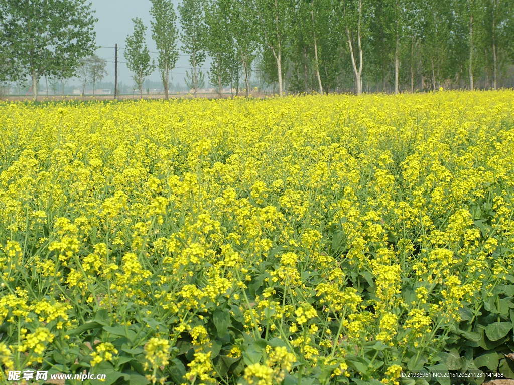 菜花 黄花