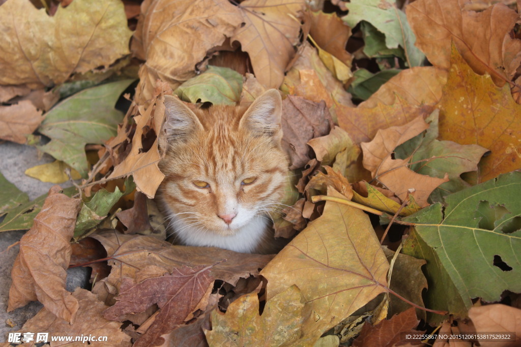 猫