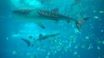 水族馆