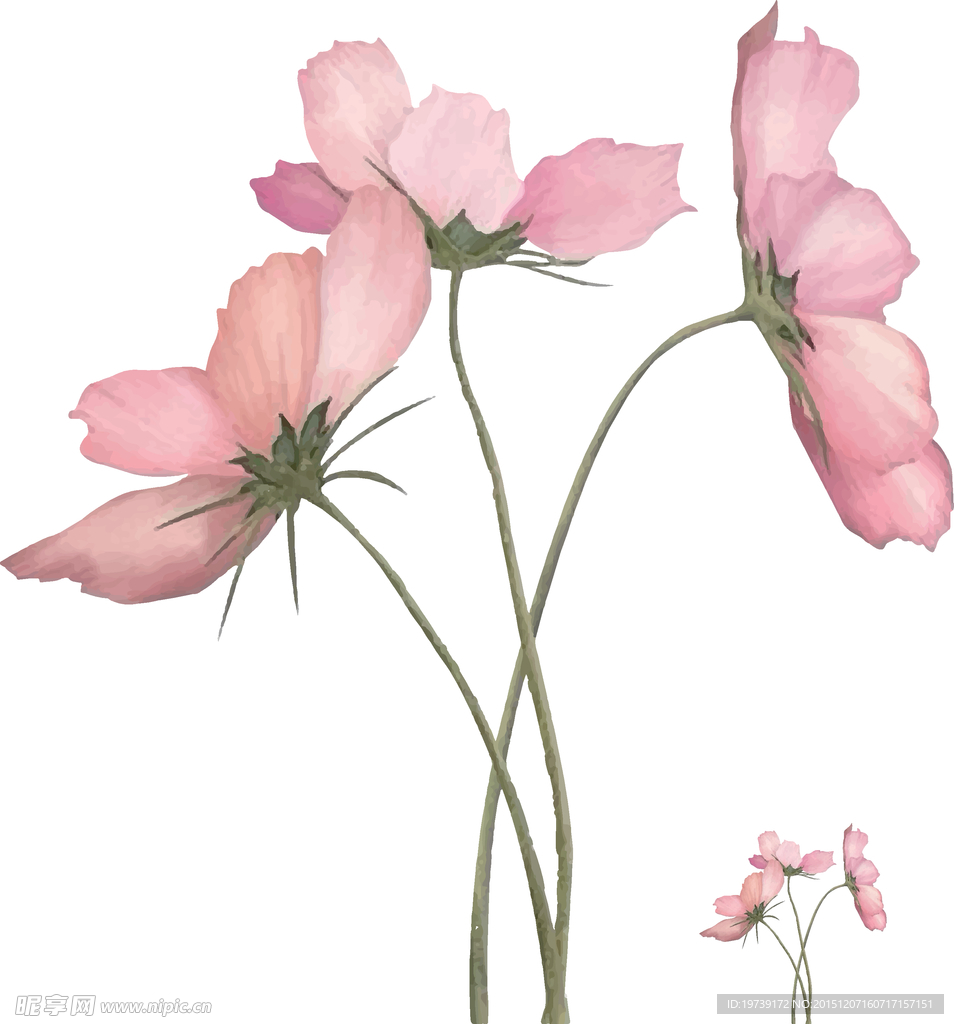 矢量花卉