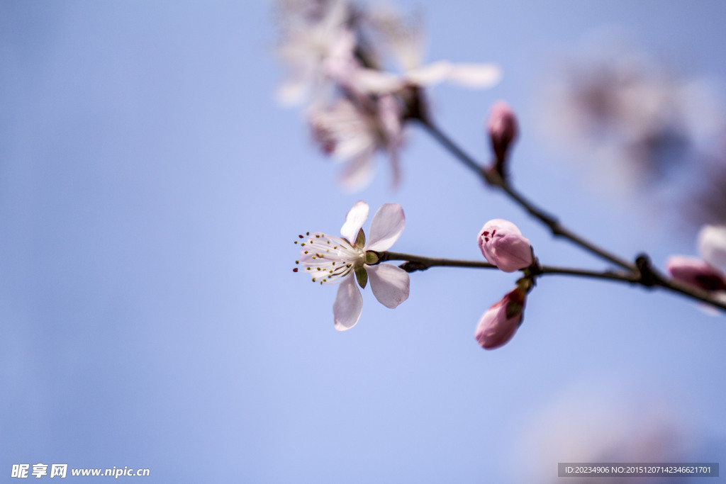 桃花