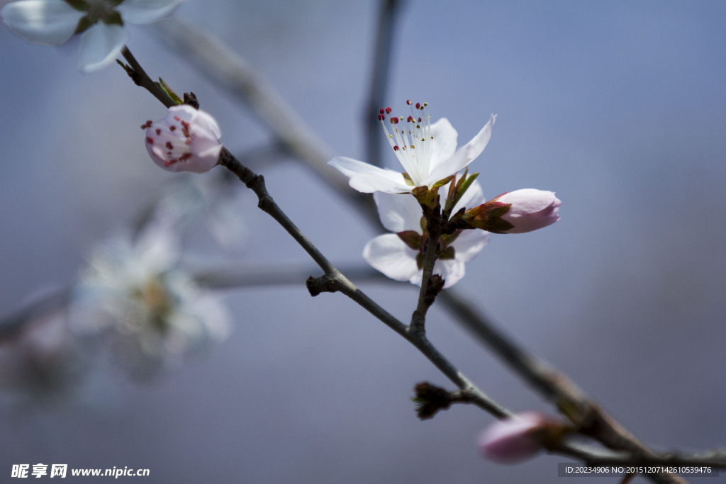 桃花