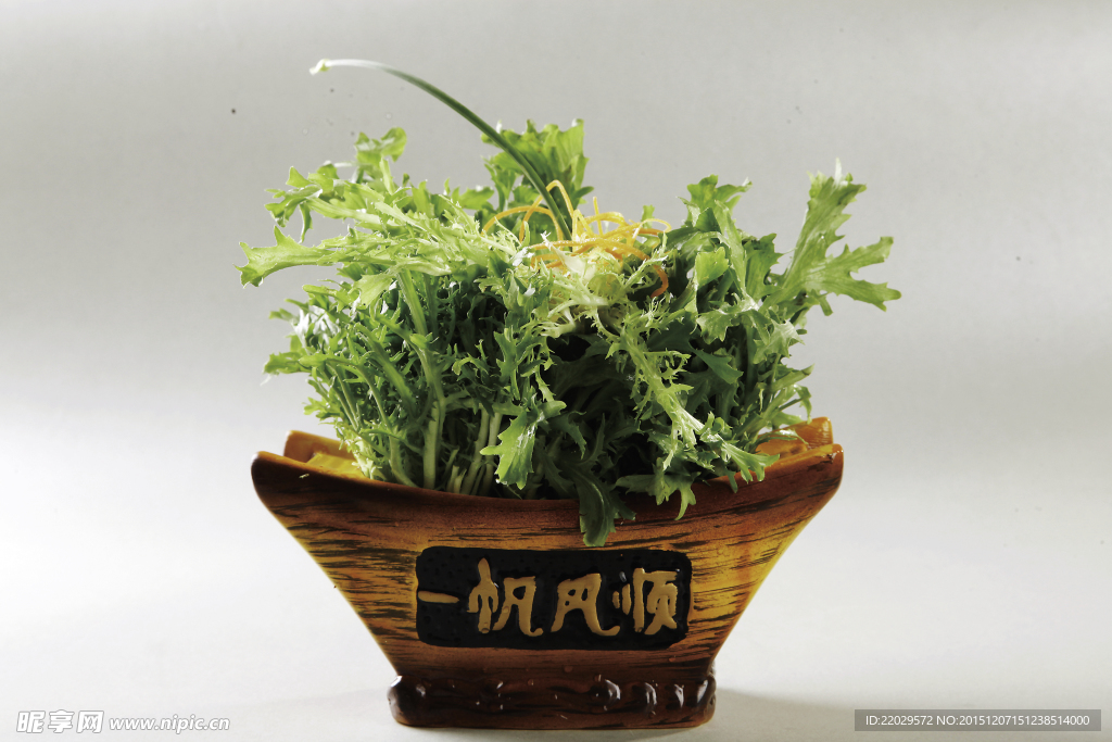 苦菊