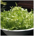苦菊