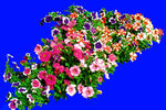 花草树分层图