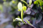 茶叶 嫩叶 茶芽