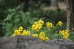 野菊花