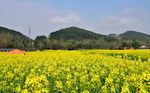 四川崇州油菜花