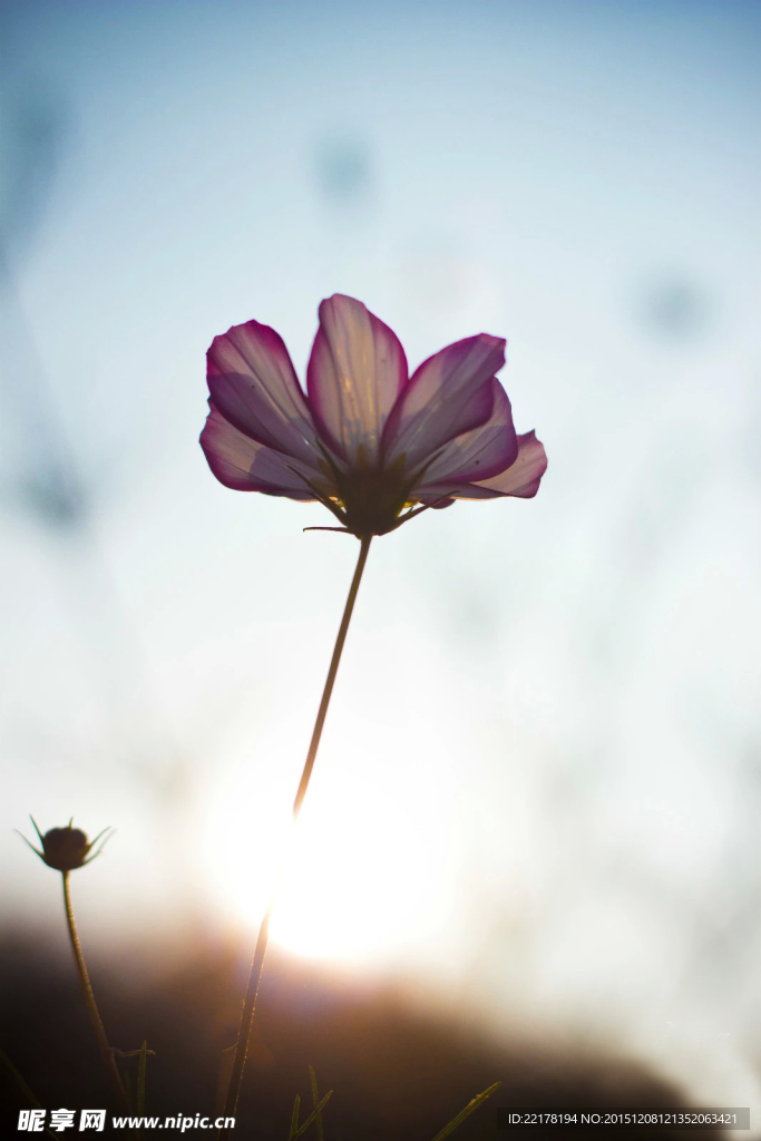 格桑花