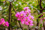 紫薇花