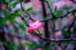山茶花