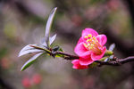 山茶花
