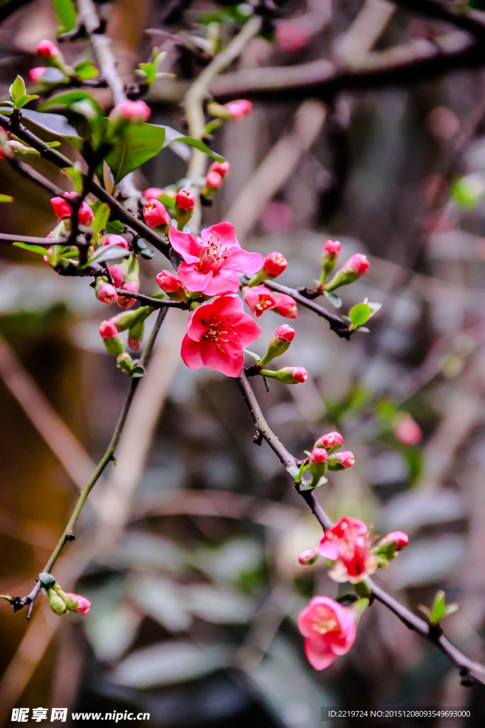 桃花
