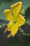 丝瓜花
