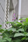 豆角花