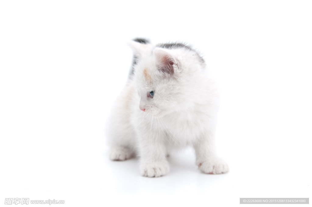 小猫咪
