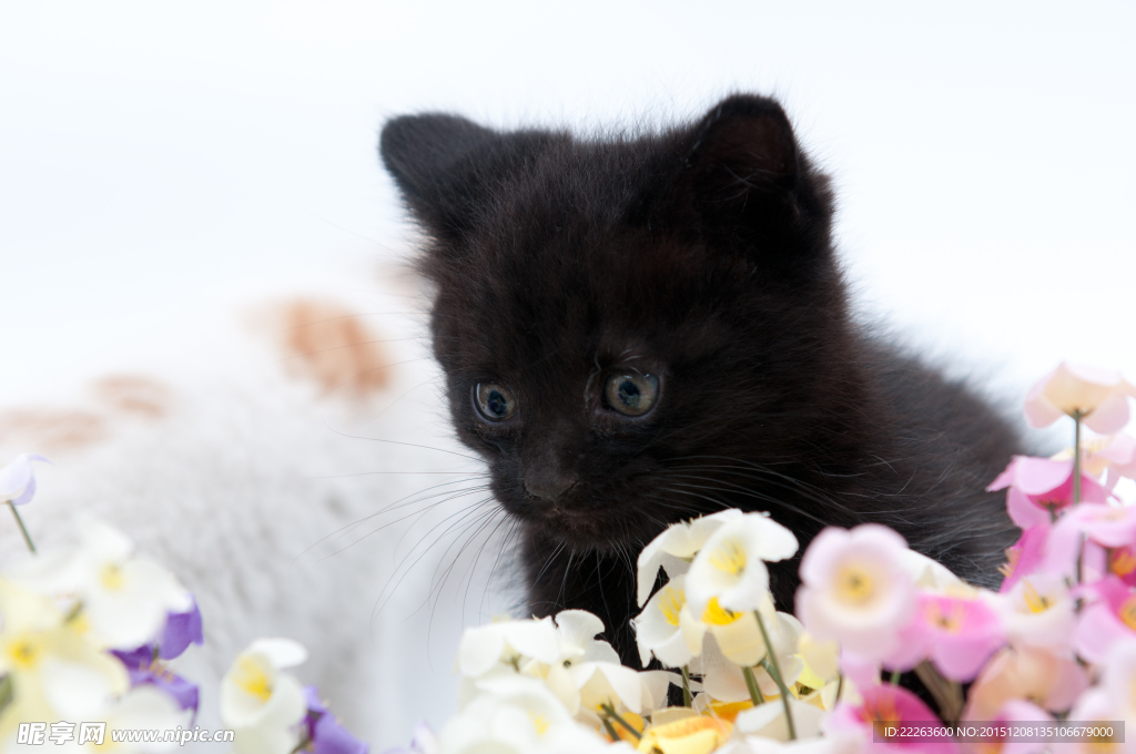 小猫咪