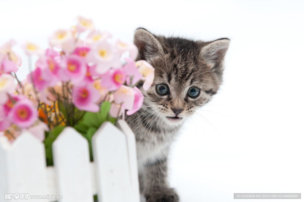 小猫咪