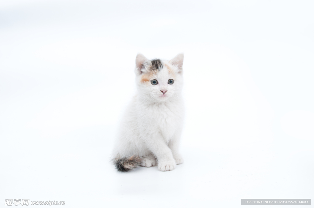 小猫咪